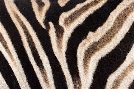 pattern (design found in nature) - Plains zebra (Equua quagga burchelli) stripe pattern detail showing shadow stripe, South Africa, Africa Stock Photo - Rights-Managed, Code: 841-07782333