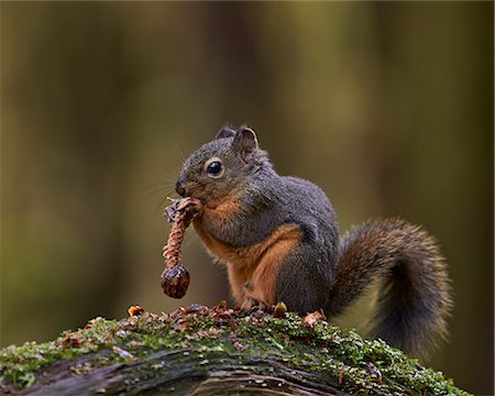 simsearch:841-06617190,k - Douglas's Squirrel (Tamiasciurus hudsonicus) eating a pine cone, Olympic National Park, Washington State, United States of America, North America Stock Photo - Rights-Managed, Code: 841-07782395