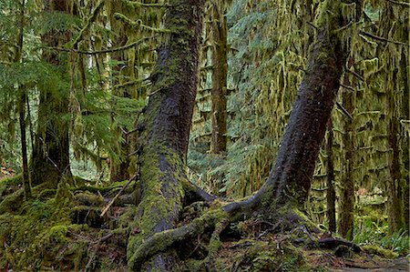 Moss-covered tree trunks in the rainforest, Olympic National Park, UNESCO World Heritage Site, Washington State, United States of America, North America Stock Photo - Rights-Managed, Code: 841-07782397