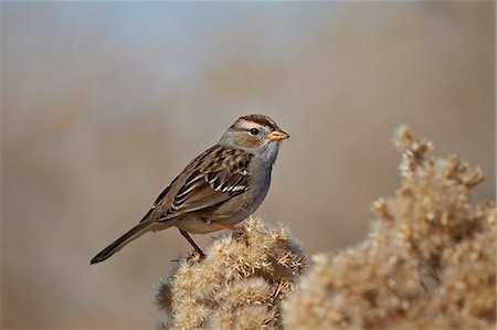 simsearch:841-03869100,k - White-Crowned Sparrow (Zonotrichia leucophrys), Pahranagat National Wildlife Refuge, Nevada, United States of America, North America Stock Photo - Rights-Managed, Code: 841-07782404