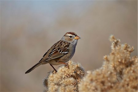 simsearch:841-03869130,k - White-Crowned Sparrow (Zonotrichia leucophrys), Pahranagat National Wildlife Refuge, Nevada, United States of America, North America Photographie de stock - Rights-Managed, Code: 841-07782404