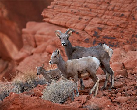 drei tiere - Desert Bighorn Sheep (Ovis canadensis nelsoni) ewe and two lambs, Valley of Fire State Park, Nevada, United States of America, North America Photographie de stock - Rights-Managed, Code: 841-07782406