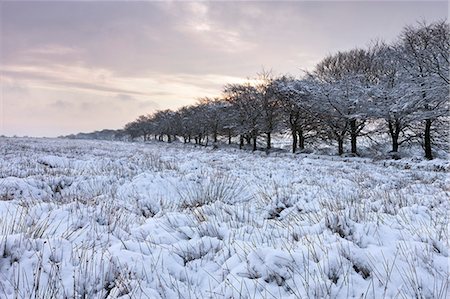 exmoor - Snow covered field in winter time, Exmoor National Park, Somerset, England, United Kingdom, Europe Photographie de stock - Rights-Managed, Code: 841-07782460