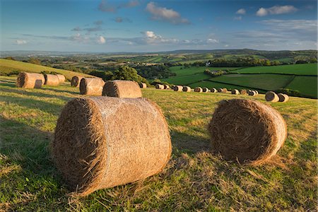 Hay Bales in the rolling fields of Mid Devon in autumn, Devon, England, United Kingdom, Europe Foto de stock - Con derechos protegidos, Código: 841-07782472