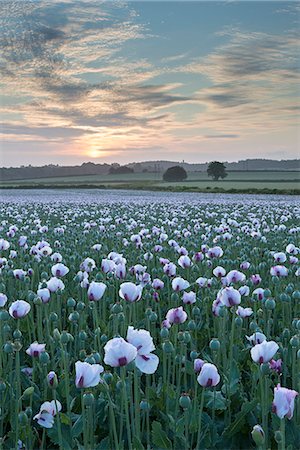 simsearch:841-03869869,k - Opium poppies flowering in a Dorset field, Dorset, England, United Kingdom, Europe Stock Photo - Rights-Managed, Code: 841-07782487