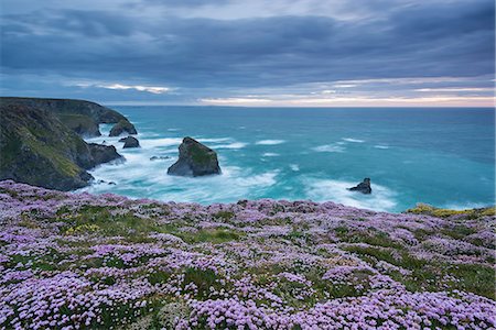 Pink thrift wildflowers (Armeria maritima) flowering on the cliff tops above Bedruthan Steps on the Cornish Coast, Cornwall, England, United Kingdom, Europe Stock Photo - Rights-Managed, Code: 841-07782480