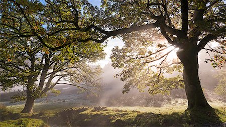 simsearch:841-07354818,k - Early morning sunlight burns through mist at Holme Wood near Loweswater, Lake District National Park, Cumbria, England, United Kingdom, Europe Foto de stock - Con derechos protegidos, Código: 841-07782499