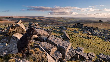 simsearch:841-06342380,k - Black dog (Labradoodle) sitting on Great Staple Tor, Dartmoor National Park, Devon, England, United Kingdom, Europe Photographie de stock - Rights-Managed, Code: 841-07782522