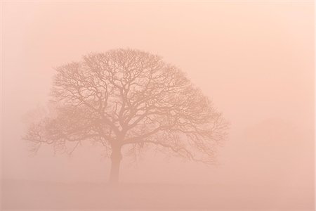 simsearch:841-07782489,k - Tree outline in fog during sunrise, Black Dog, Devon, England, United Kingdom, Europe Stockbilder - Lizenzpflichtiges, Bildnummer: 841-07782535