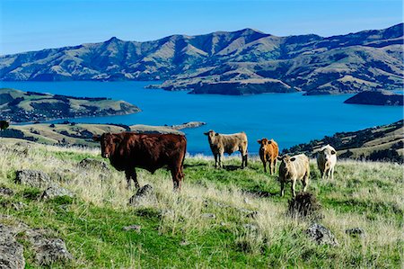 Cows grazing above the Akaroa harbour, Banks Peninsula, Canterbury, South Island, New Zealand, Pacific Photographie de stock - Rights-Managed, Code: 841-07782669