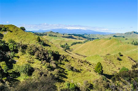 simsearch:841-09194485,k - Green mounds with the Tongariro National Park in the background, North Island, New Zealand, Pacific Stock Photo - Rights-Managed, Code: 841-07782723