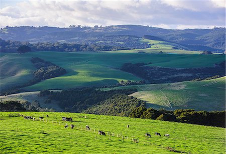 Beautiful scenery in the hinterland of Northland, North Island, New Zealand, Pacific Foto de stock - Con derechos protegidos, Código: 841-07782764