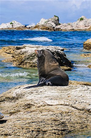 phoque crâbier - Fur seal (Callorhinus ursinus), Kaikoura Peninsula, South Island, New Zealand, Pacific Foto de stock - Con derechos protegidos, Código: 841-07782777