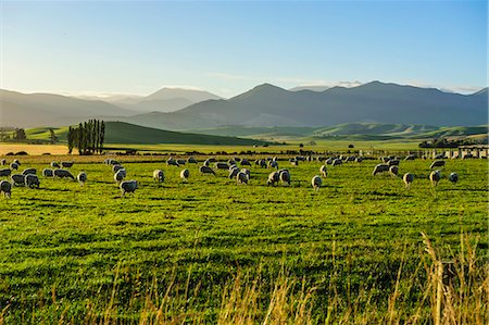 sheep in the fields - Sheep grazing at sunset, Queenstown, Otago, South Island, New Zealand, Pacific Stock Photo - Rights-Managed, Code: 841-07782798