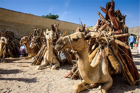 Camels loaded with firewood at the Monday market of Keren, Eritrea, Africa Foto de stock - Con derechos protegidos, Código: 841-07782934