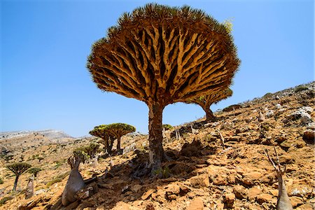 strange scene - Dracaena cinnabari (the Socotra dragon tree) (dragon blood tree) forest, Homil Protected Area, island of Socotra, UNESCO World Heritage Site, Yemen, Middle East Stock Photo - Rights-Managed, Code: 841-07782955