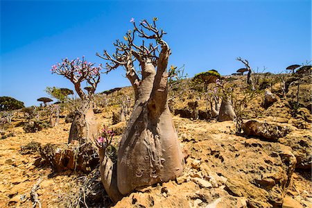 strange scene - Bottle trees in bloom (Adenium obesum), endemic tree of Socotra, Homil Protected Area, island of Socotra, UNESCO World Heritage Site, Yemen, Middle East Stock Photo - Rights-Managed, Code: 841-07782956