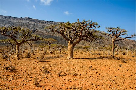 Frankincense trees (Boswellia elongata), Homil Protected Area, island of Socotra, UNESCO World Heritage Site, Yemen, Middle East Foto de stock - Con derechos protegidos, Código: 841-07782959
