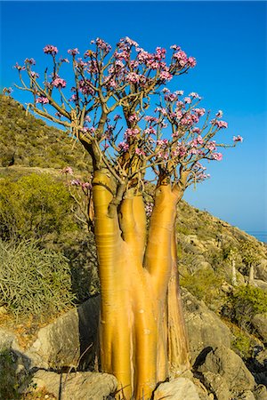 Bottle tree in bloom (Adenium obesum), endemic tree of Socotra, island of Socotra, UNESCO World Heritage Site, Yemen, Middle East Photographie de stock - Rights-Managed, Code: 841-07782965