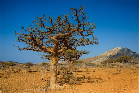 Frankincense trees (Boswellia elongata), Homil Protected Area, island of Socotra, UNESCO World Heritage Site, Yemen, Middle East Photographie de stock - Rights-Managed, Code: 841-07782960