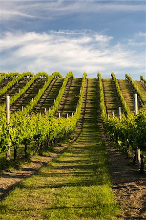 Vineyards along Delta Lake Heights Road, Renwick, near Blenheim, Marlborough region, South Island, New Zealand, Pacific Photographie de stock - Rights-Managed, Code: 841-07783024