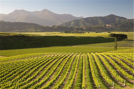 Vineyards along Delta Lake Heights Road, Renwick, near Blenheim, Marlborough region, South Island, New Zealand, Pacific Foto de stock - Con derechos protegidos, Código: 841-07783023