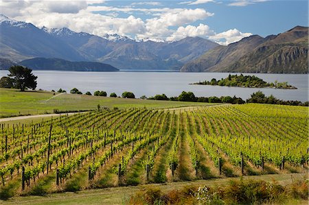 simsearch:841-06805865,k - Rippon Vineyard on Lake Wanaka, Wanaka, Otago, South Island, New Zealand, Pacific Photographie de stock - Rights-Managed, Code: 841-07783036