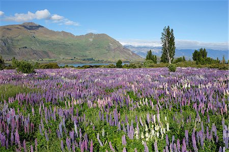 Field of lupins beside lake along Beacon Point Road, Wanaka, Otago, South Island, New Zealand, Pacific Foto de stock - Con derechos protegidos, Código: 841-07783039