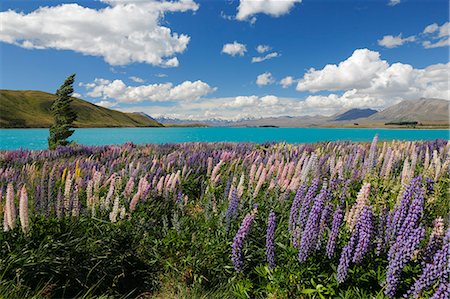 Lupins beside lake, Lake Tekapo, Canterbury region, South Island, New Zealand, Pacific Foto de stock - Con derechos protegidos, Código: 841-07783044