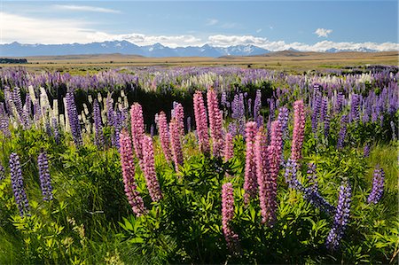 Field of lupins with Southern Alps behind, near Lake Tekapo, Canterbury region, South Island, New Zealand, Pacific Foto de stock - Con derechos protegidos, Código: 841-07783042