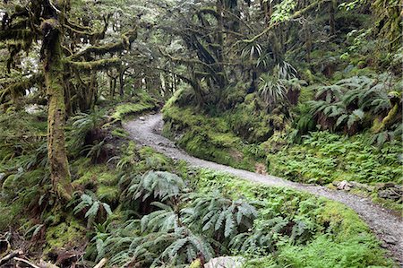 robertharding - Ferns and moss in forest near Lake Mackenzie, Routeburn Track, Fiordland National Park, UNESCO World Heritage Site, South Island, New Zealand, Pacific Stock Photo - Rights-Managed, Code: 841-07783057