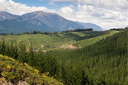 Pine plantation for logging industry, near Nelson, South Island, New Zealand, Pacific Stock Photo - Rights-Managed, Code: 841-07783050