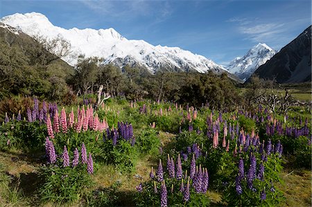 Lupins and Mount Cook, Mount Cook Village, Mount Cook National Park, UNESCO World Heritage Site, Canterbury region, South Island, New Zealand, Pacific Stock Photo - Rights-Managed, Code: 841-07783074