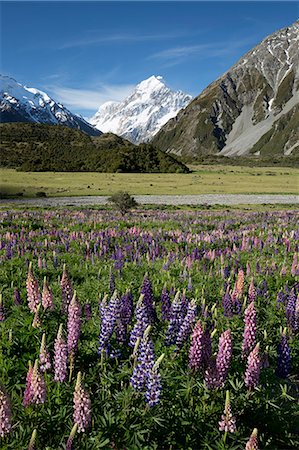 Lupins and Mount Cook, Mount Cook Village, Mount Cook National Park, UNESCO World Heritage Site, Canterbury region, South Island, New Zealand, Pacific Stock Photo - Rights-Managed, Code: 841-07783075