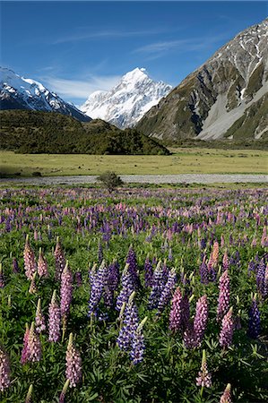 simsearch:841-07080528,k - Lupins and Mount Cook, Mount Cook Village, Mount Cook National Park, UNESCO World Heritage Site, Canterbury region, South Island, New Zealand, Pacific Photographie de stock - Rights-Managed, Code: 841-07783075