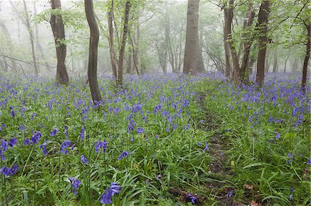 point du jour - Bluebell wood in morning mist, Lower Oddington, Cotswolds, Gloucestershire, United Kingdom, Europe Photographie de stock - Rights-Managed, Code: 841-07783084