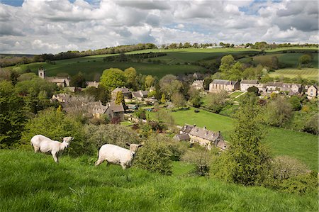 sheep in the fields - Naunton, Cotswolds, Gloucestershire, England, United Kingdom, Europe Stock Photo - Rights-Managed, Code: 841-07783086