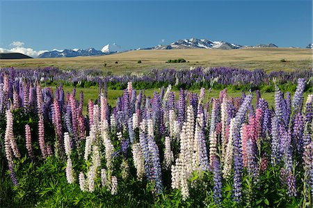 Field of lupins with Southern Alps behind, near Lake Tekapo, Canterbury region, South Island, New Zealand, Pacific Stock Photo - Rights-Managed, Code: 841-07783080