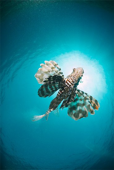 Common lionfish (Pterois miles) from below, back-lit by the sun, Naama Bay, Sharm El Sheikh, Red Sea, Egypt, North Africa, Africa Stock Photo - Premium Rights-Managed, Artist: robertharding, Image code: 841-07783209