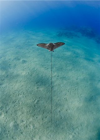 simsearch:841-02924474,k - Spotted eagle ray (Aetobatis narinari) juvenile over sandy ocean floor, from above, Naama Bay, Sharm El Sheikh, Red Sea, Egypt, North Africa, Africa Photographie de stock - Rights-Managed, Code: 841-07783216