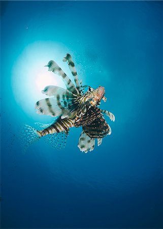 rascasse - Common lionfish (Pterois miles) from below, back-lit by the sun, Naama Bay, Sharm El Sheikh, Red Sea, Egypt, North Africa, Africa Photographie de stock - Rights-Managed, Code: 841-07783219