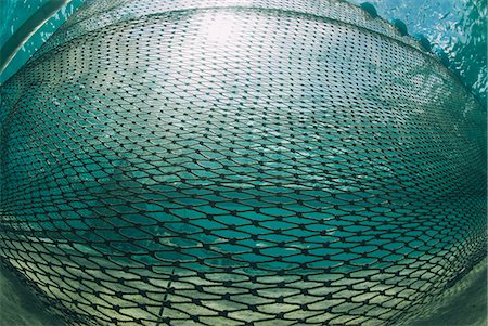 fishing underwater - Shark net set in shallow water, Naama Bay, Ras Mohammed National Park, Sharm El Sheikh, Red Sea, Egypt, North Africa, Africa Stock Photo - Rights-Managed, Code: 841-07783212