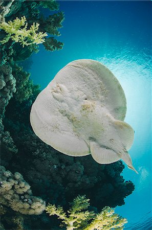 Leopard torpedo ray (Electric ray) (Torpedo panthera), underside view, back-lit by the sun, Ras Mohammed National Park, Sharm El Sheikh, Red Sea, Egypt, North Africa, Africa Stock Photo - Rights-Managed, Code: 841-07783226