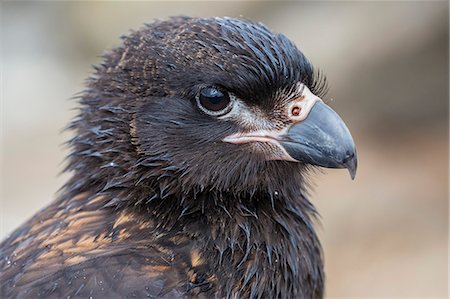 Adult striated caracara (Phalcoboenus australis), Steeple Jason Island, West Falkland Islands, UK Overseas Protectorate, South America Foto de stock - Con derechos protegidos, Código: 841-07801491