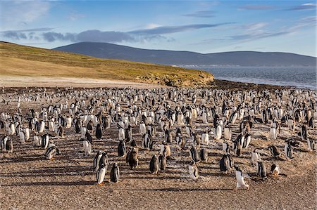saunders island - Adult gentoo penguins (Pygoscelis papua) molting feathers at Saunders Island, West Falkland Islands, UK Overseas Protectorate, South America Foto de stock - Con derechos protegidos, Código: 841-07801492