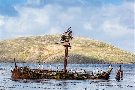 Adult imperial shags (Phalacrocorax atriceps) on rusting shipwreck on New Island, West Falkland Islands, UK Overseas Protectorate, South America Foto de stock - Con derechos protegidos, Código: 841-07801493