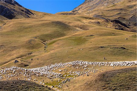 Mountain sheep and goats with shepherd in Val de Tena at Formigal in Spanish Pyrenees mountains, Spain, Europe Photographie de stock - Rights-Managed, Code: 841-07801525