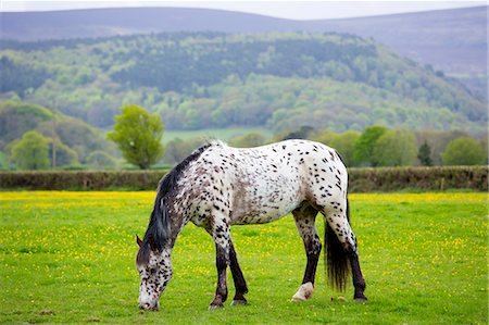 simsearch:841-02915461,k - Roan coloured pony (Equus caballus) grazing in field of buttercups on Exmoor in Somerset, England, United Kingdom, Europe Foto de stock - Con derechos protegidos, Código: 841-07801529