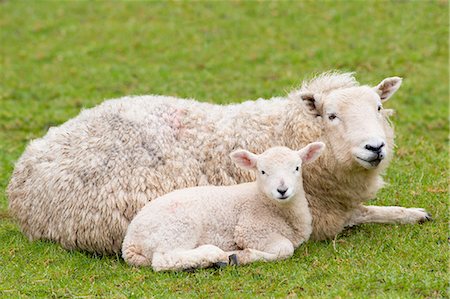 Sheep ewe and lamb in Exmoor National Park, Somerset, England, United Kingdom, Europe Stockbilder - Lizenzpflichtiges, Bildnummer: 841-07801534