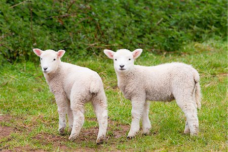 somerset - Young lambs in Exmoor National Park, Somerset, England, United Kingdom, Europe Foto de stock - Con derechos protegidos, Código: 841-07801535